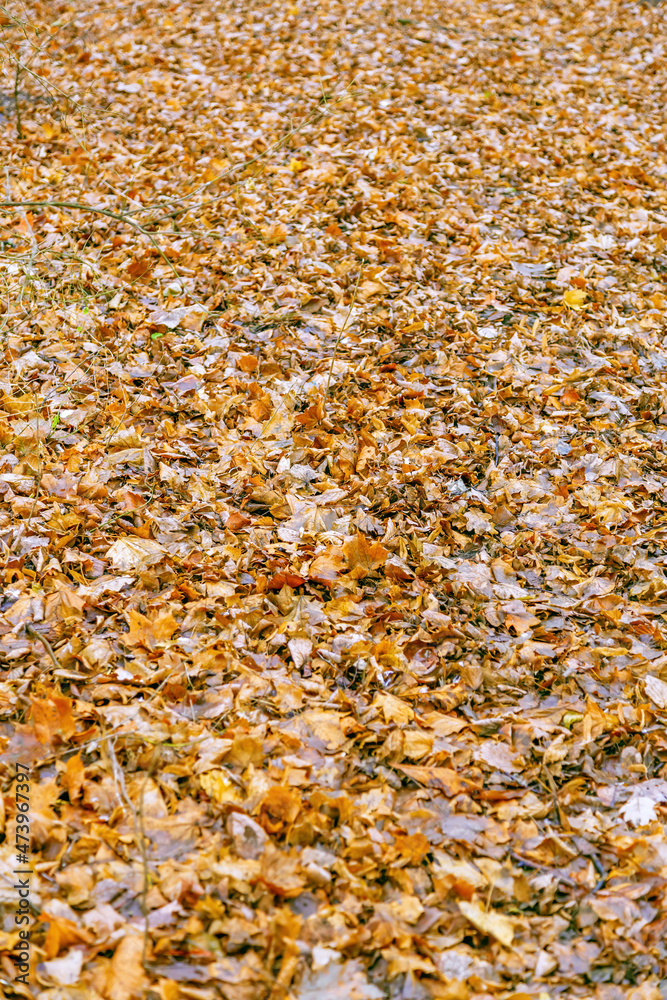 Bright fallen leaves of golden color on the autumn ground Bright fallen leaves of golden color on the autumn ground