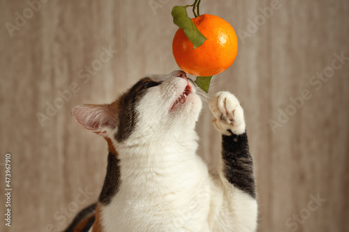 A tricolor cat is playing with a tangerine photo