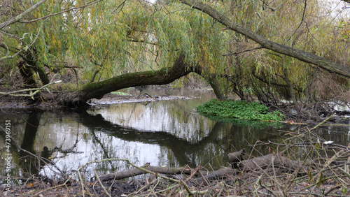 Winter scene showing willow tree over messy pond reflected below