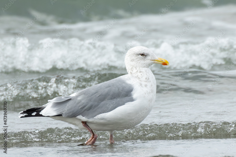 Fototapeta premium 波打ち際を歩くカモメ