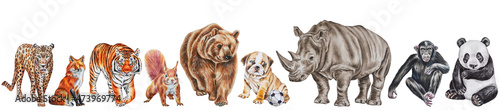 A team of adorable animals on a white background: leopard, fox, tiger, squirrel, bear, dog, rhino, monkey, panda. Watercolor, illustration, border.   © Mewlish art