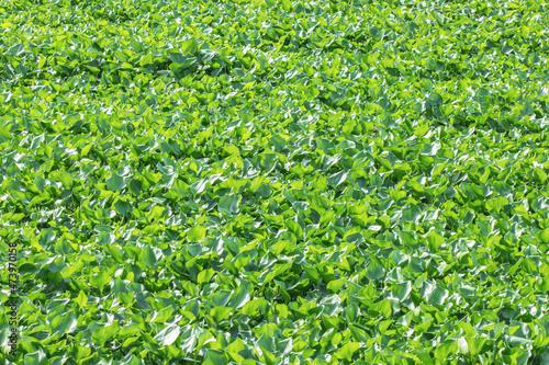 Herd of Water hyacinths in the swamp