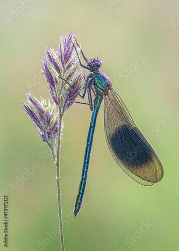 Banded Demoiselle on a Grass Stalk photo