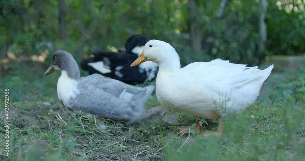 Domestic bird. Domestic ducks walk walk around the yard. Domestic bird. Domestic ducks walk walk around the yard.
