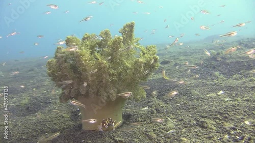 harlequin swimming crab close to the trunk of a solitary soft coral on sandy bottom surrounded by glass fish, long shot photo