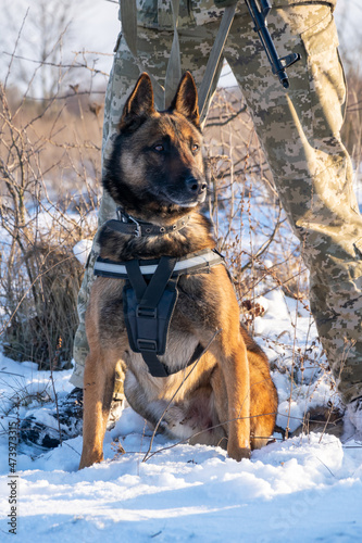 Specifically trained to assist police and other law-enforcement personnel police dog of breed Belgian Shepherd Malinois  sitting at the feet of armed and dressed in camouflage uniform canine handler