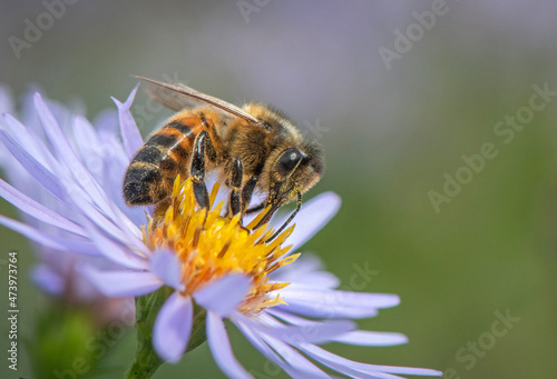 Honey Bee on Michaelmas Daisy © Tony