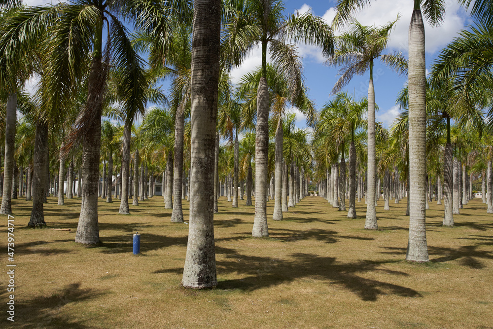 island palm trees Exotic landscape tropics summer