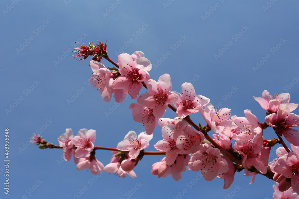Beautiful spring landscape. Branches with pink flowers on a tree in a peach garden against a blue sky close-up Beautiful spring landscape. Branches with pink flowers on a tree in a peach garden against a blue sky close-up