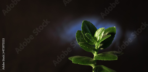 Green Kalanchoe leaves on the dark blurred background. Copy space. Wide banner format. Kalanchoe blossfeldiana.