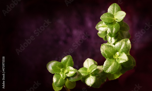 Green Kalanchoe leaves on the dark purple blurred background. Copy space. Wide banner format. Kalanchoe blossfeldiana.
