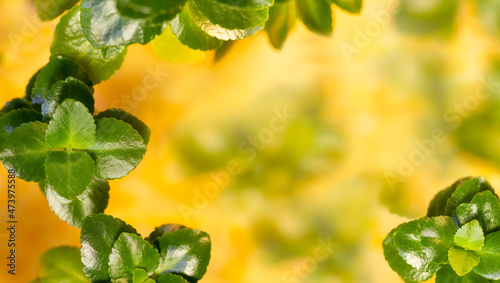Fresh green Kalanchoe leaves on the yellow blurred background. Copy space. Wide banner format. Kalanchoe blossfeldiana.