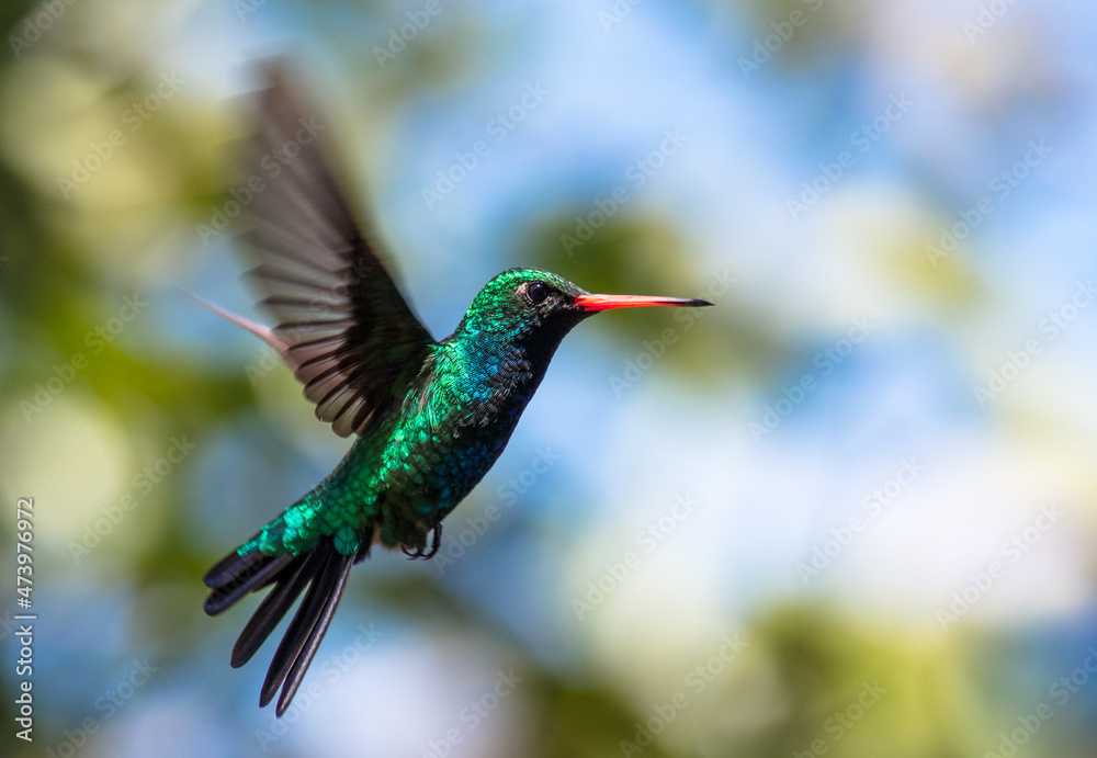 Obraz premium Hummingbird in flight - Glittering-bellied Emerald - (Chlorostilbon lucidus)