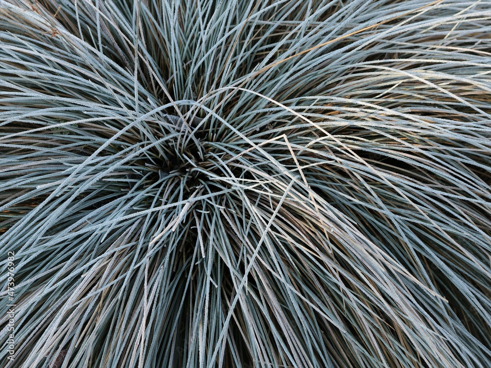 Obraz premium natural abstract texture of tangled dry thin shoots of an ornamental plant covered with light ice, winter floral decor in a frozen cold landscape, beautiful snow-covered dry plant