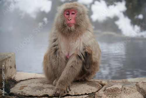 A contemplating snow monkey near a hotspring