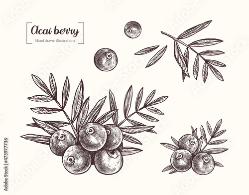 Acai berries. Vector hand drawn illustration in vintage engraved style. Acai berries and leaves, healthy berries, superfood. Botanical Illustration. Eco healthy food. 