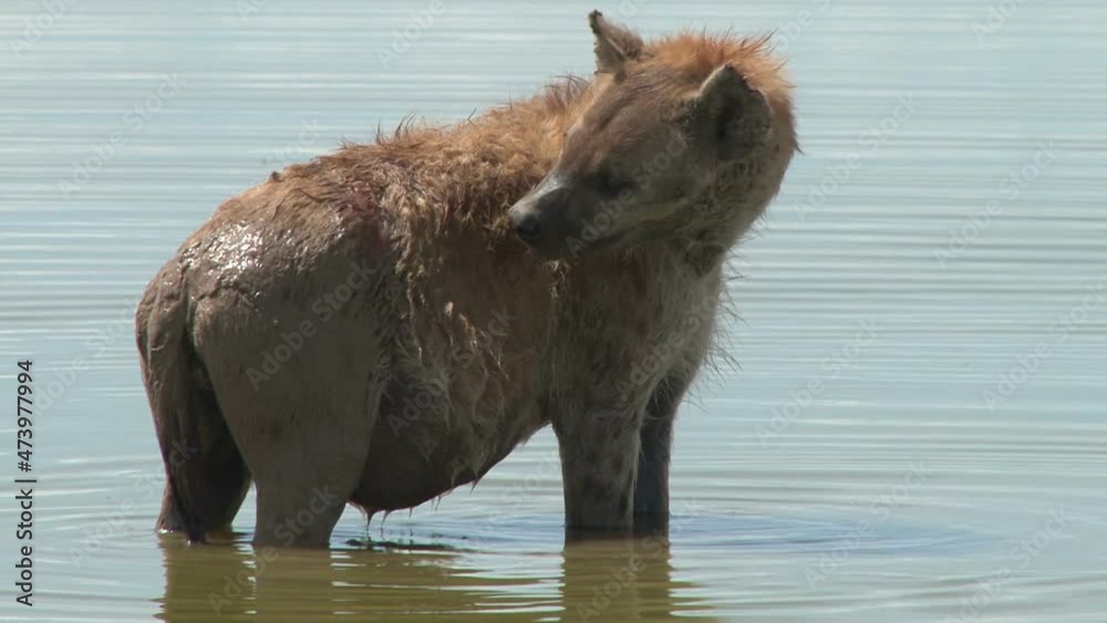 A hyena licking his wounds after dipping himself in water A hyena licking his wounds after dipping himself in water