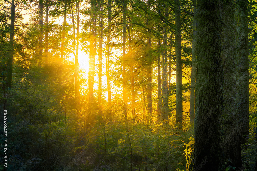 Fototapeta premium Magical sunset in the forest.