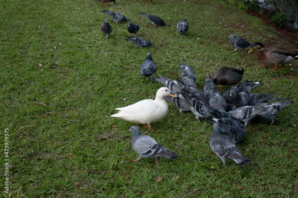 Fototapeta premium flock of pigeons