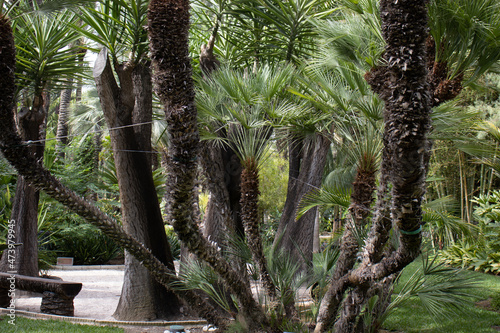 Spectacular botanical park with catus and large palm trees.