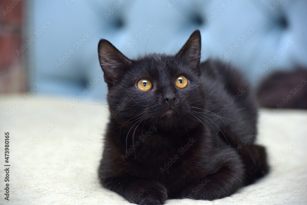 black kitten with orange eyes