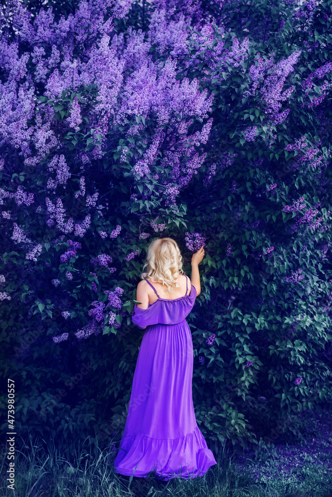 girl in a long purple dress is picking flowers. Tinted photo from the back. Rear view. Purple and lilac lilac flowers on the branches. The color of the year 2022.