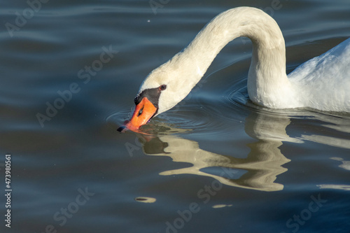 the white swan drinks water from the Lake Balaton