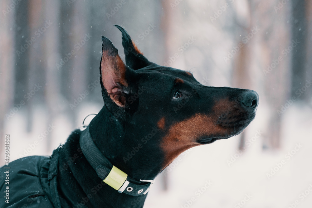 Doberman dog is outdoors, close-up portrait Doberman dog is outdoors, close-up portrait