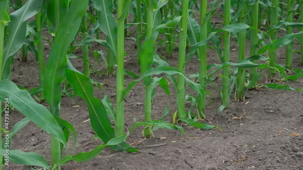 green corn in the field during pollination green corn in the field during pollination