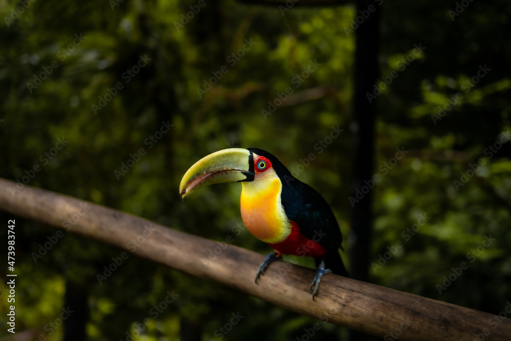 Tucano de Bico Verde, Parque das Aves. Tucano de Bico Verde, Parque das Aves.