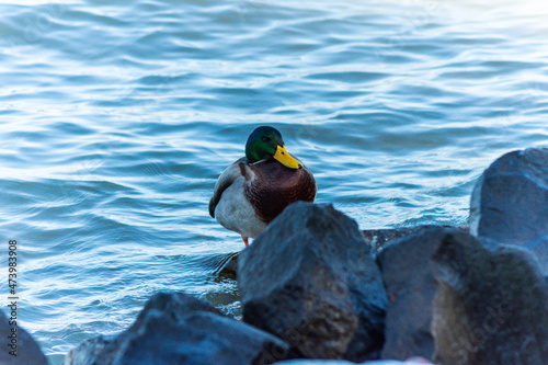 the wild duck is standing on the rock by the lake