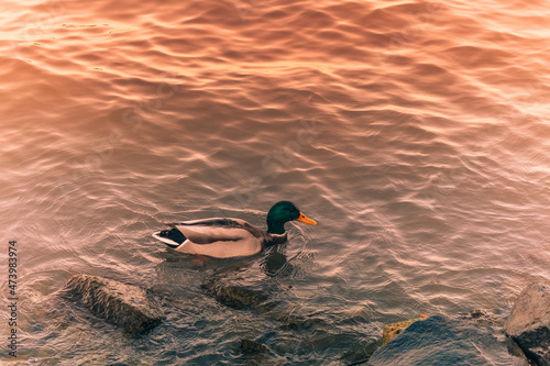 the wild duck swims in the lake at sunset