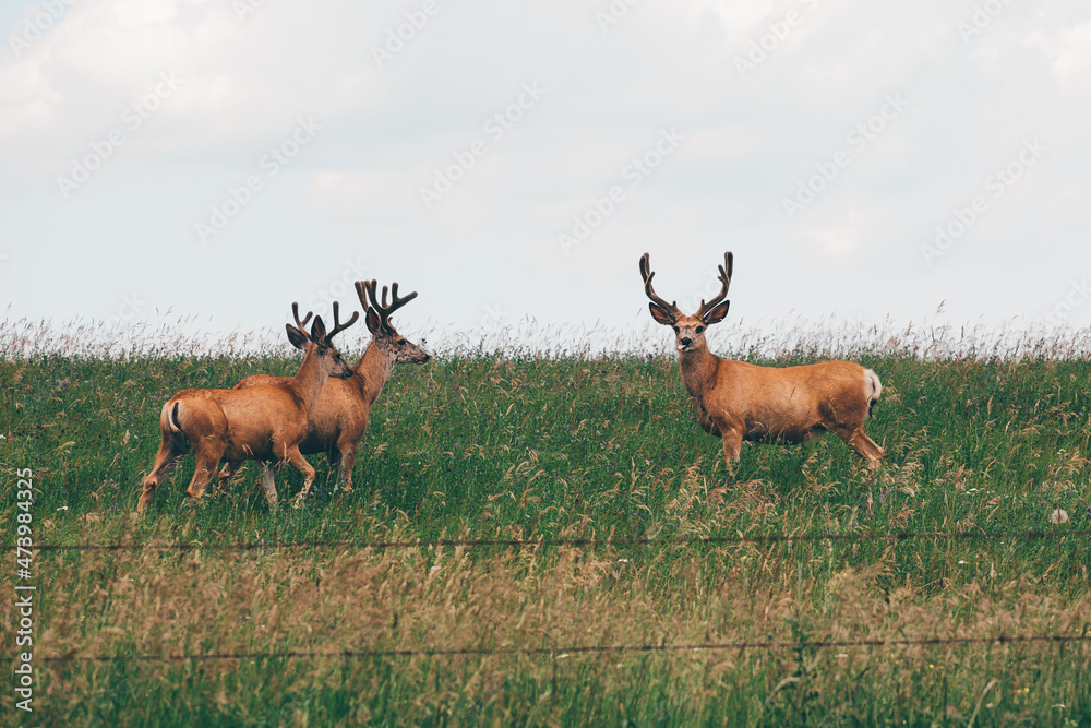 Two deer standing in the grassy field under the blue sky Two deer standing in the grassy field under the blue sky