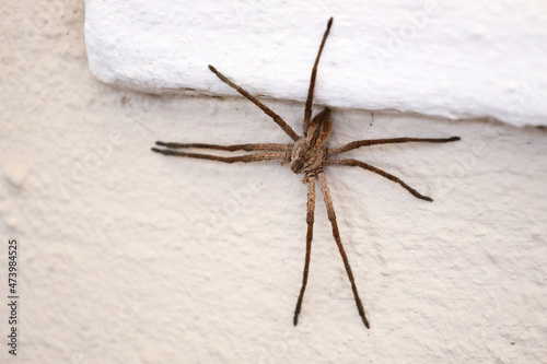 A rain spider sitting on the wall of a house, seeking protection from rain and wind.