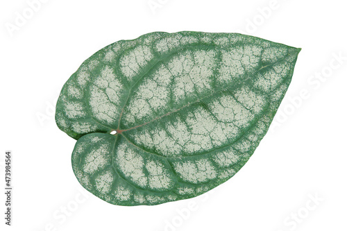 Heart Shaped Leaf of Scindapsus Plant Isolated on White Backgrou photo