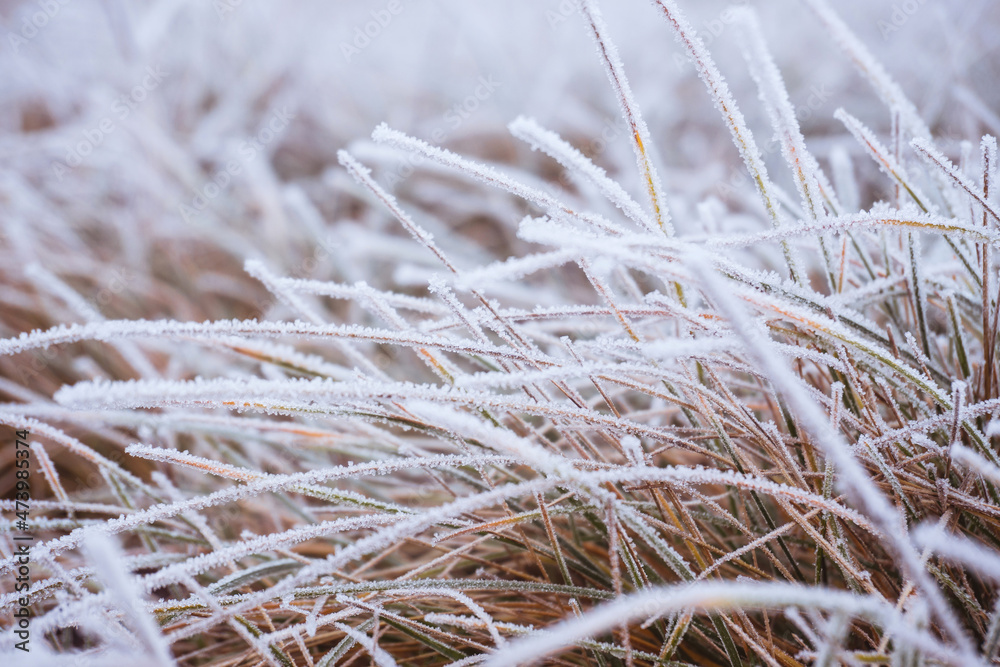 morning frost on the grass. Winter background