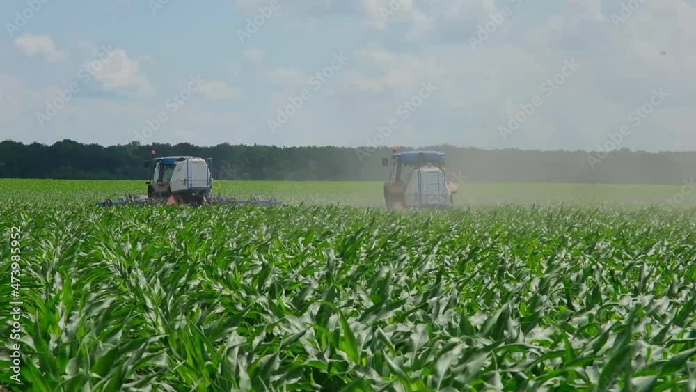 fertilizing green corn in the field