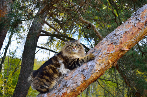 Slika na platnu Furry cat kurilian bobtail brindle color on a tree in a pine forest
