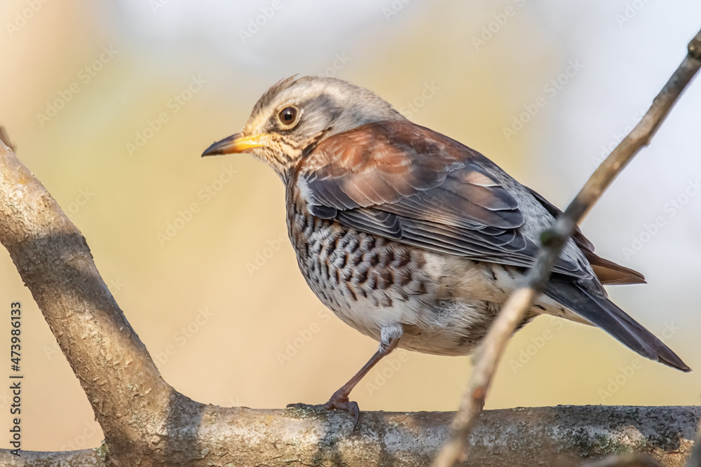 Wacholderdrossel im Sonnenschein
