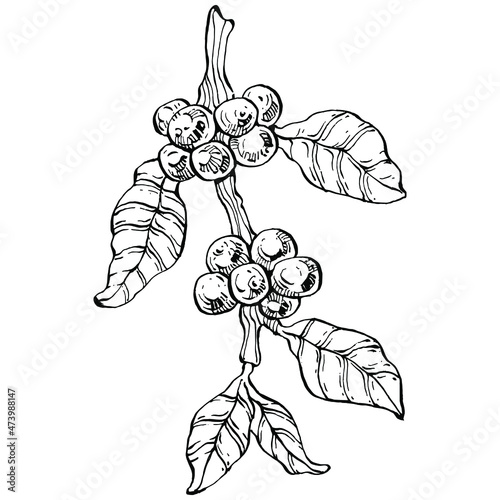 Coffee tree and beans in graphic style hand draw on white background. Isolated object with engraved style illustration. The best for design logo, menu, label, icon, stamp.