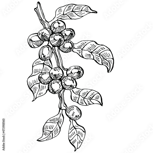 Coffee tree and beans in graphic style hand draw on white background. Isolated object with engraved style illustration. The best for design logo, menu, label, icon, stamp.