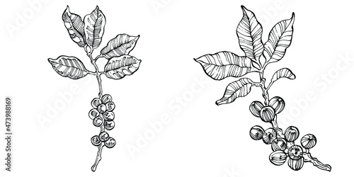 Coffee tree and beans in graphic style hand draw on white background. Isolated object with engraved style illustration. The best for design logo, menu, label, icon, stamp.