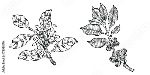 Coffee tree and beans in graphic style hand draw on white background. Isolated object with engraved style illustration. The best for design logo, menu, label, icon, stamp.