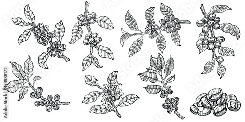 Coffee tree and beans in graphic style hand draw on white background. Isolated object with engraved style illustration. The best for design logo, menu, label, icon, stamp.