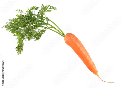 Carrot isolated on white background