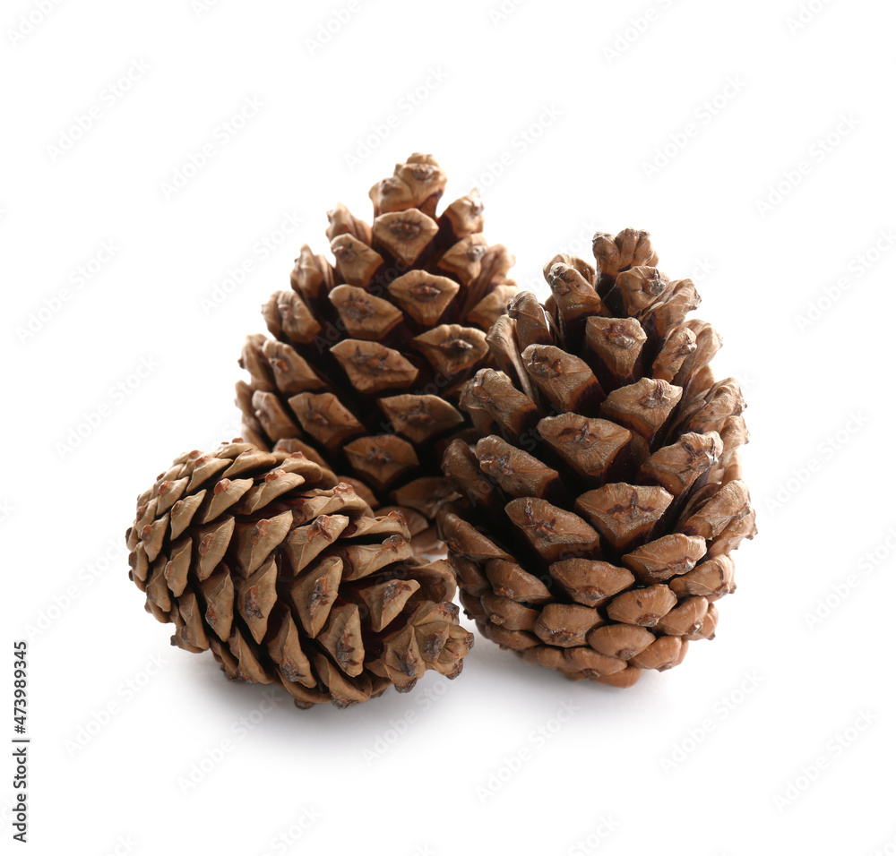 Beautiful dry pine cones on white background Beautiful dry pine cones on white background