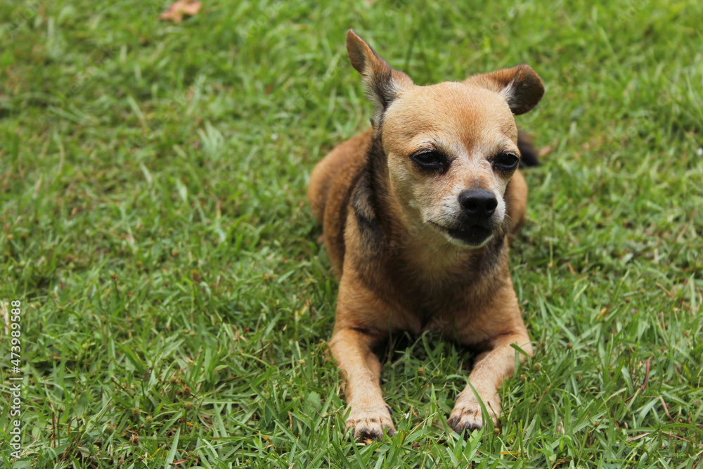 Small Chihuahua Dog outdoors on green lawn Small Chihuahua Dog outdoors on green lawn