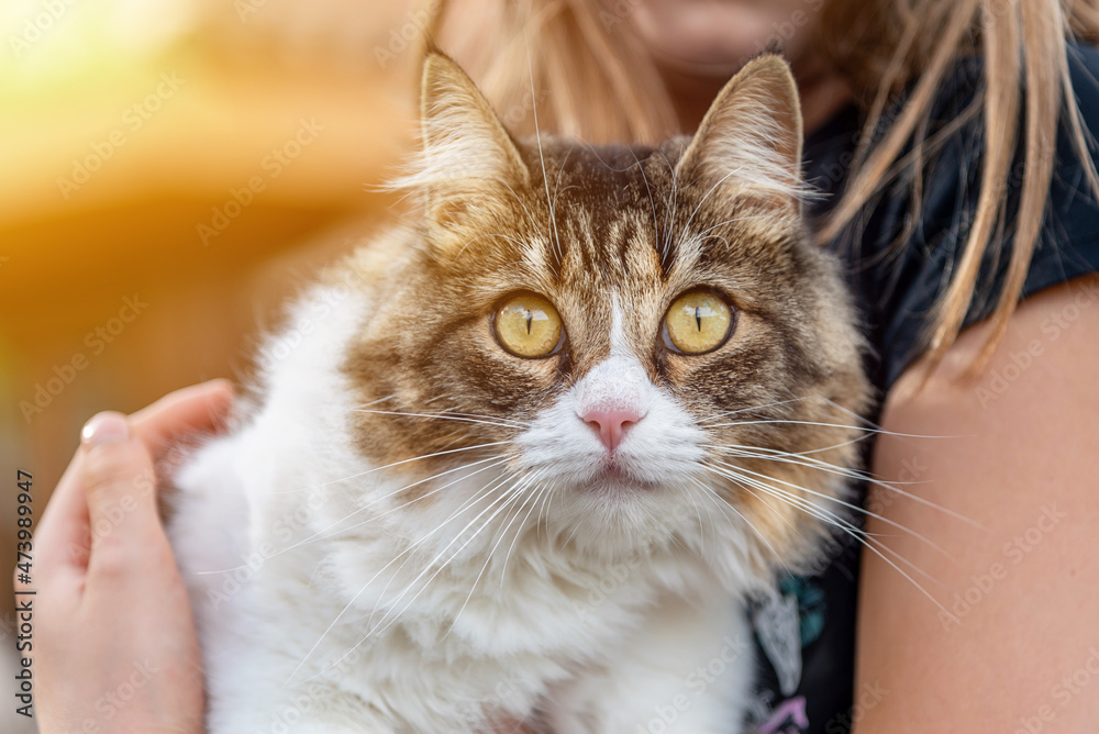 Close-up of a cute kitten looking at the camera in the arms of a little girl