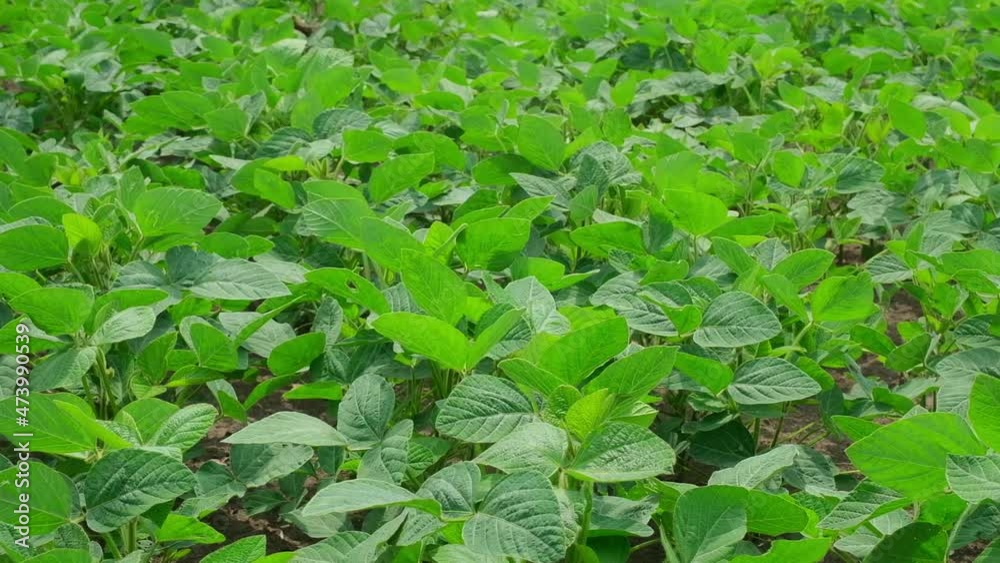 green soybeans in the field during flowering green soybeans in the field during flowering