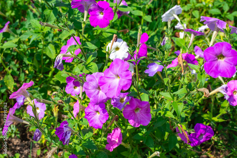 Beautiful purple petunia flowers bloom in the garden. Landscaping of a personal plot